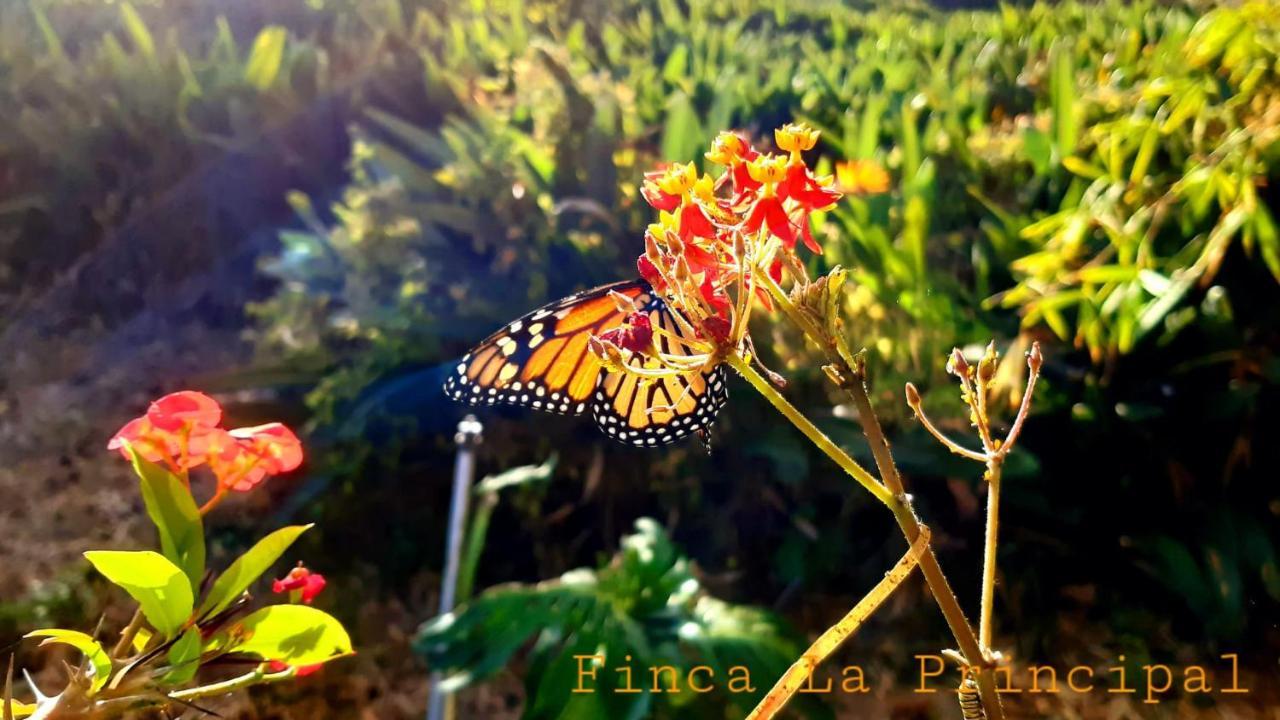 Finca La Principal Brena Alta Bagian luar foto