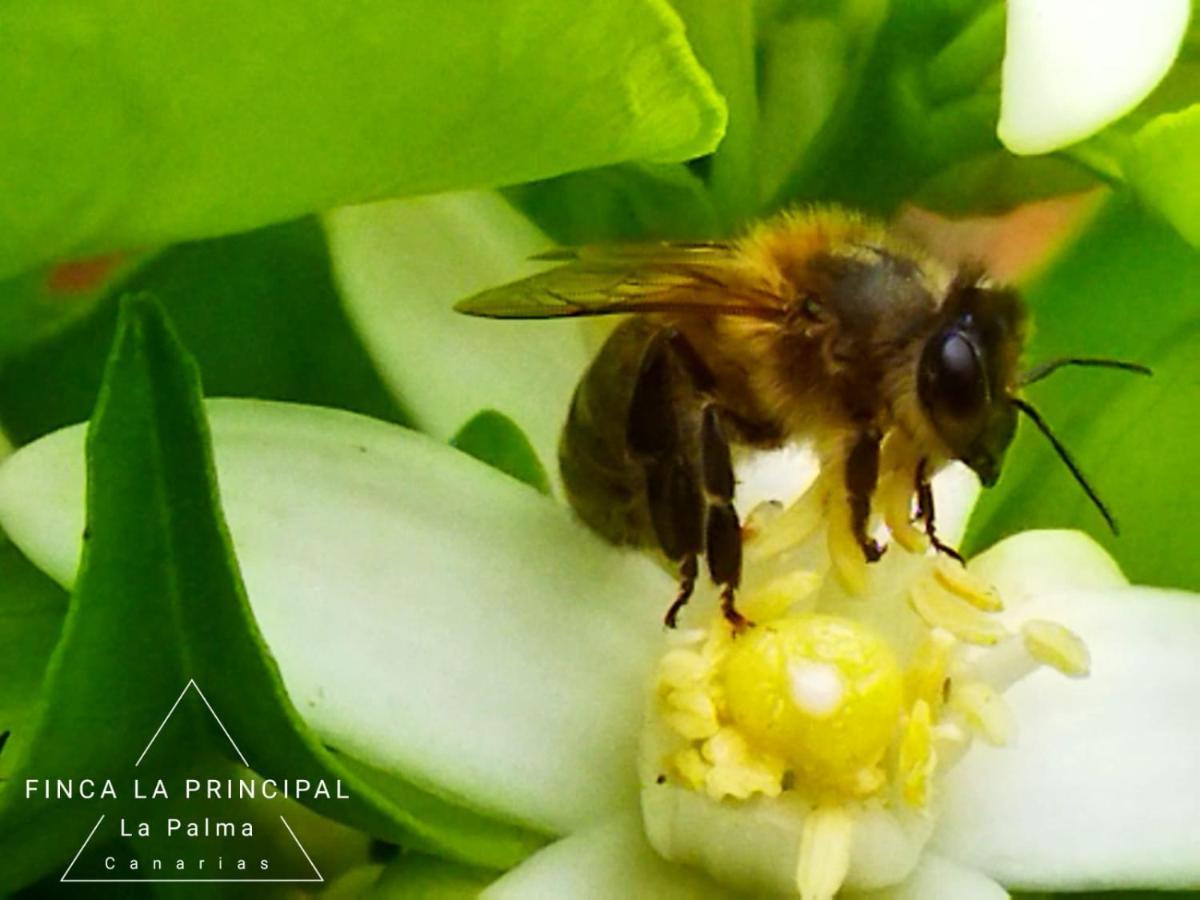 Finca La Principal Brena Alta Bagian luar foto