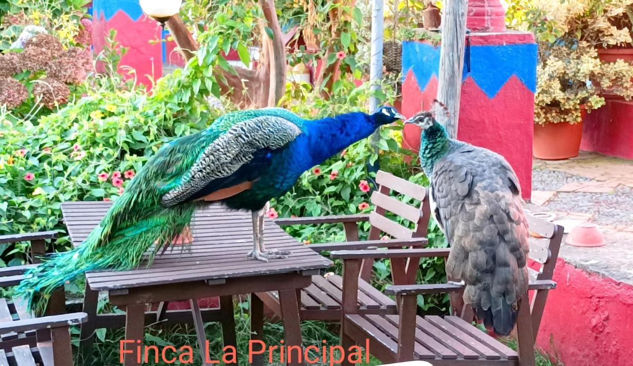 Finca La Principal Brena Alta Bagian luar foto