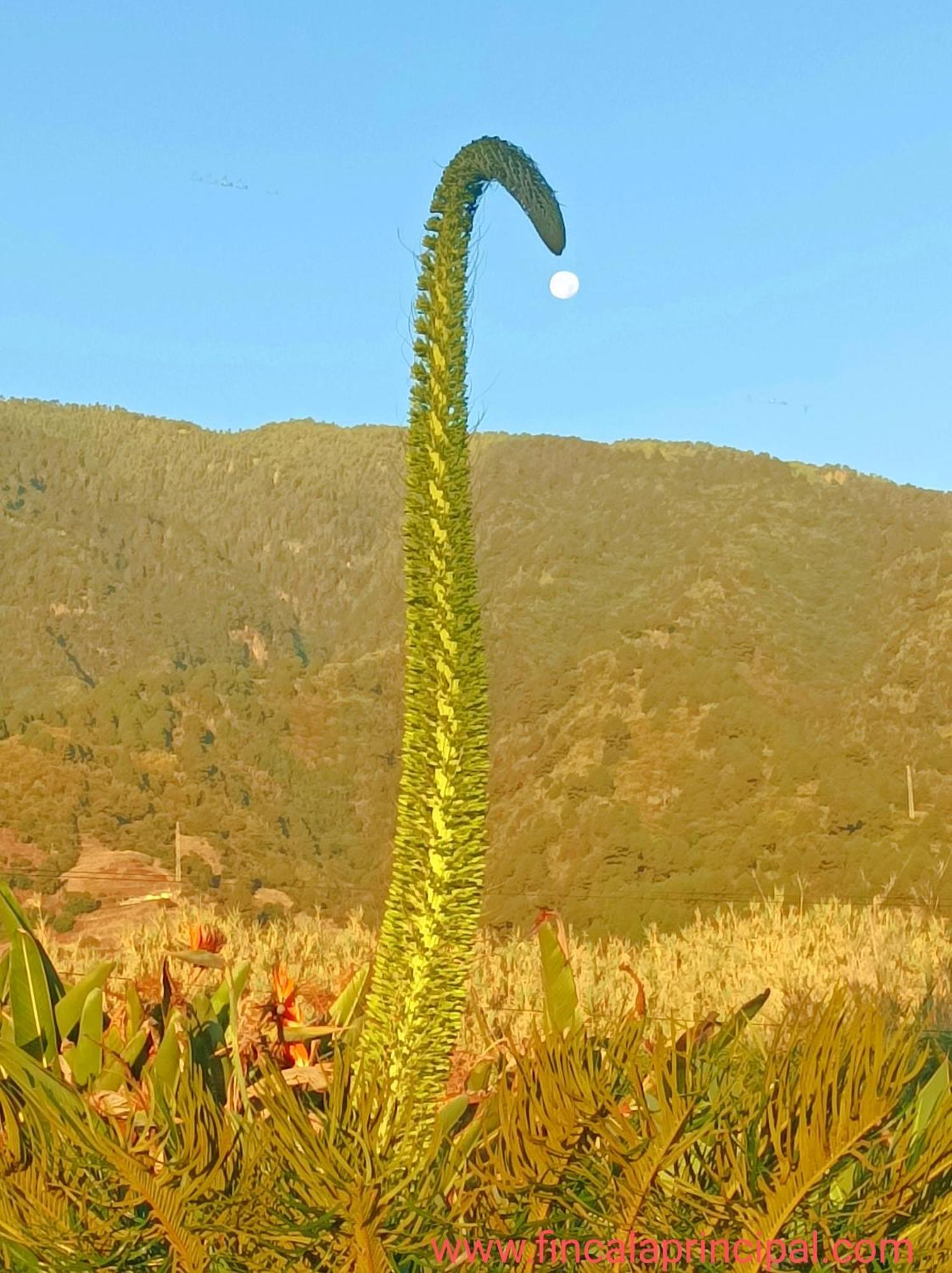 Finca La Principal Brena Alta Bagian luar foto